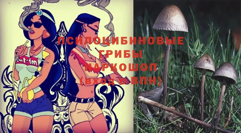 Галлюциногенные грибы Psilocybe  darknet какой сайт  Воткинск  сколько стоит 